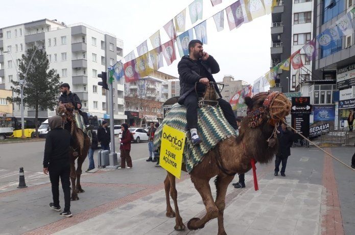 Tanıtımı deve ve midilli ile yaptılar
