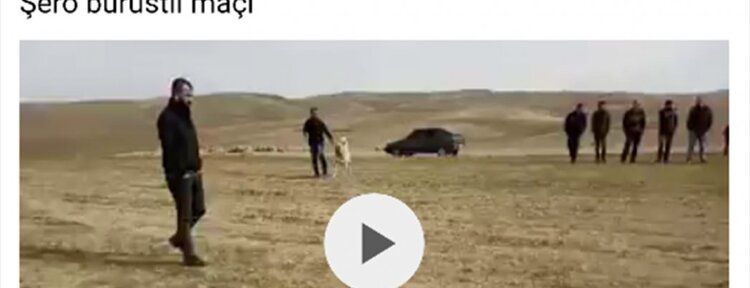 Köpek dövüştürenlere ceza