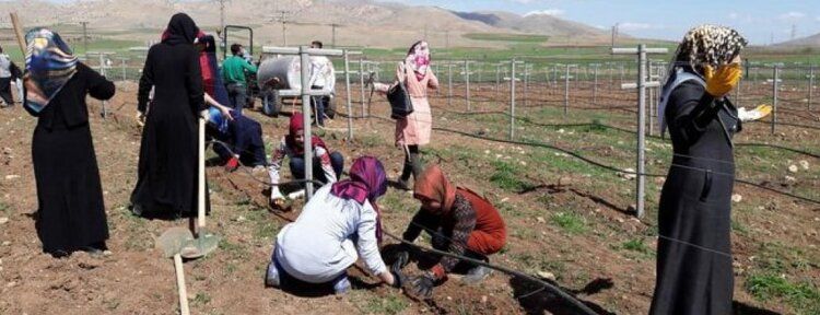 Gercüş'te ‘Modern Bağ Tesisi’ kuruldu