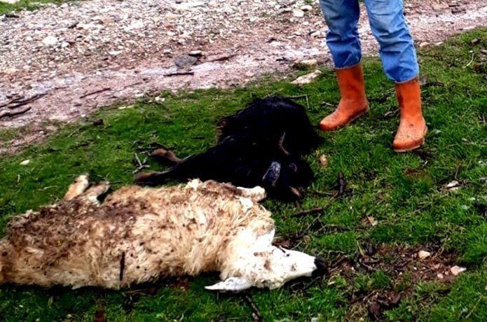 Gercüş’te ani hayvan ölümlerinin önüne geçilemiyor
