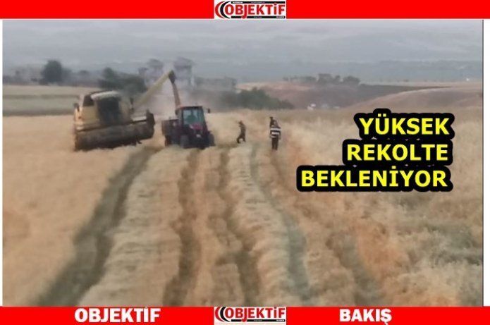 Batman 'da Buğday Hasadı Başladı