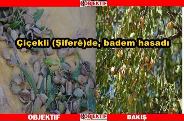 Gercüş'te badem hasadı başladı