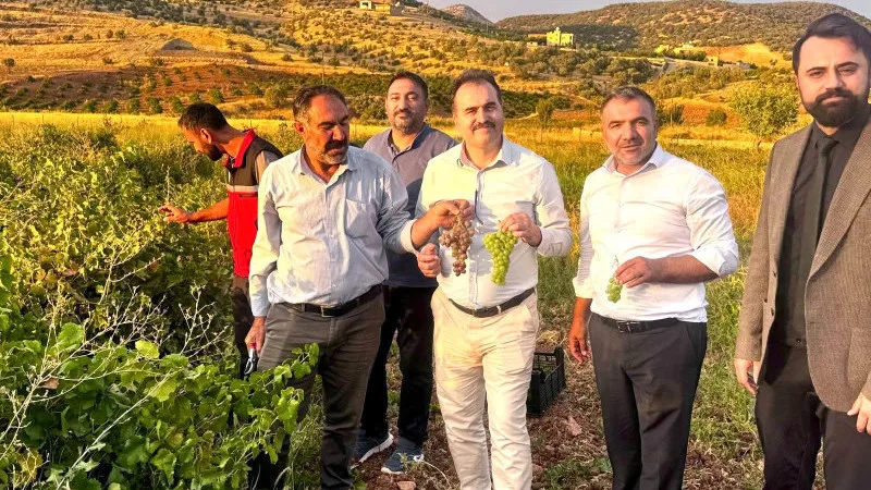 BİNETAT KURU ÜZÜM HASADI YAPILDI